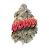 WOW STRAIN